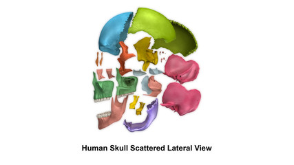 Human Skull Scattered side view