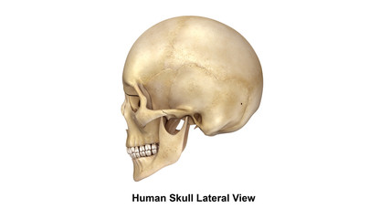 Human Skull_Lateral view © 7activestudio