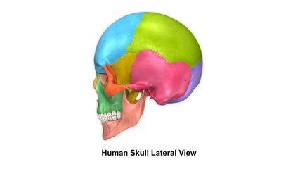 Human Skull_Lateral view