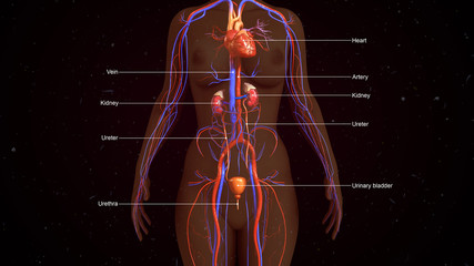 Human Excretory system
