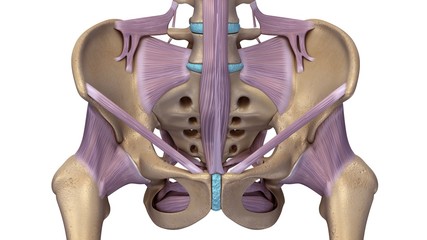Skeleton hip with ligaments - obrazy, fototapety, plakaty