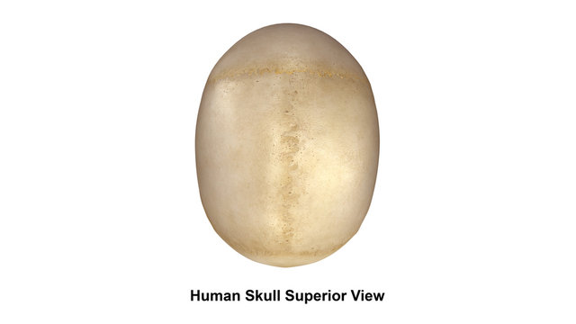 Human Skull_Superior view