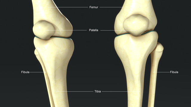 Knee Joints