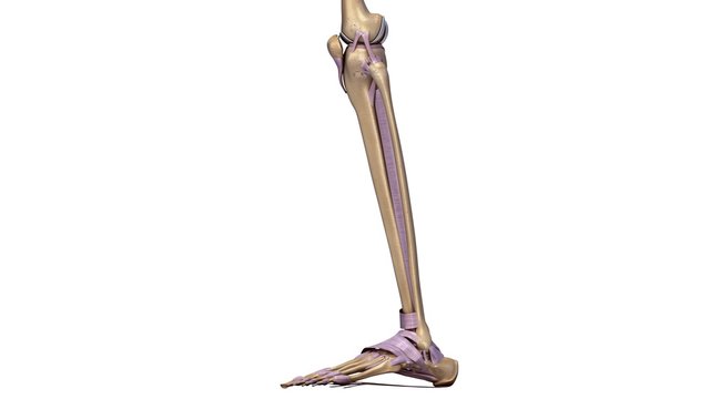 Skeleton legs with ligaments side