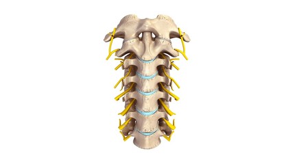 Cervical spine with Nerves anterior view
