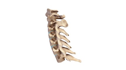 Cervical spine lateral view