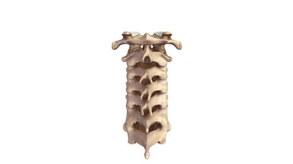 Cervical spine posterior view