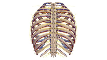 Ribs with blood vessels and nerves posterior view