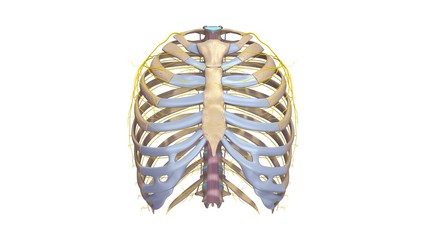 Ribs with Ligments and Nerves anterior view