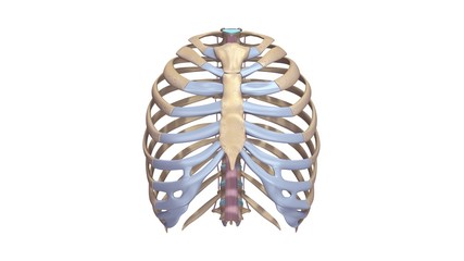 Ribs with Ligments anterior view