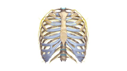 Ribs with Nerves anterior view