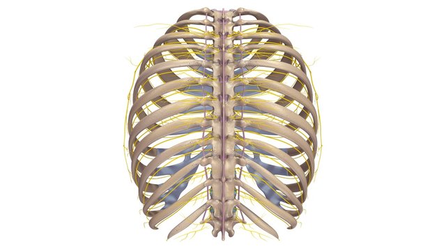 Ribs with Ligments and nerves posterior view