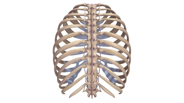 Ribs with Ligments posterior view