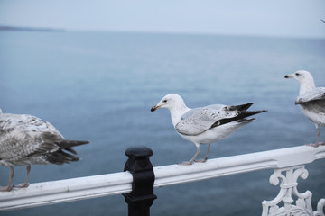 イギリスの海鳥