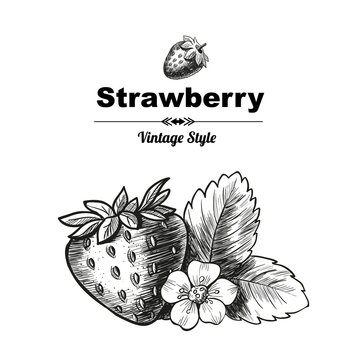 Vector background with  strawberry. Hand drawn. Vintage style