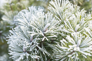 Pine branch with long needles covered with hoarfrost