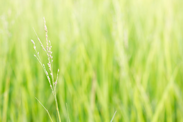 Grass flower in green meadow at valley with sunlight in the morning.
