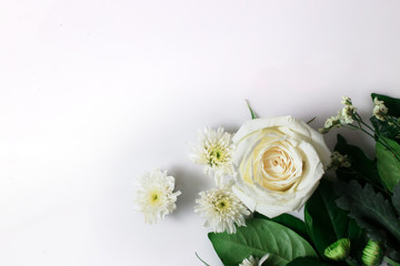 Obraz na płótnie Canvas Fresh white rose flower on white background