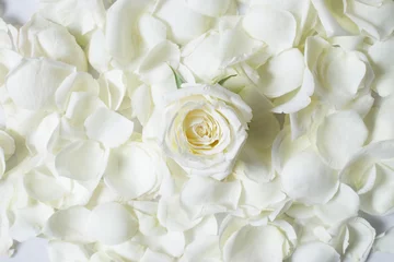 Photo sur Aluminium Roses Fleur de rose blanche fraîche sur pétales de rose blanche