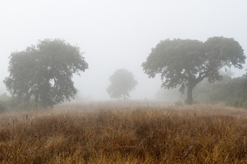 Campo en invierno con encinas y niebla. Quercus ilex.