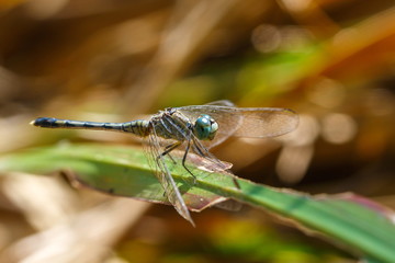 Dragonfly,Insects,dragonfly of Thailand.