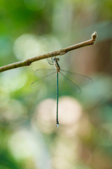 Dragonfly,Insects,dragonfly of Thailand.