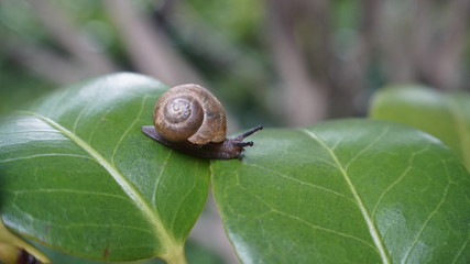 snail