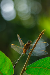 Dragonfly,Insects,dragonfly of Thailand.