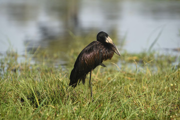 African Openbill stork