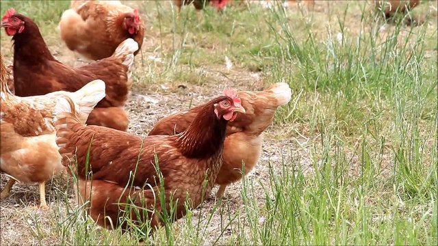 free range brown chicken on a farm

