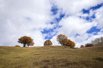 In autumn, trees on the hillside