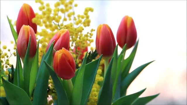 Tulips bouquet with yellow mimosa rotate
