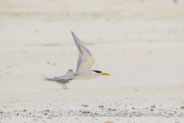 Great crested tern, sea bird, Polynesia, flight 