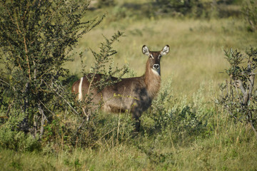 female waterbuck