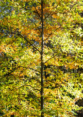 Leaves changing colour on forest tree in autumn