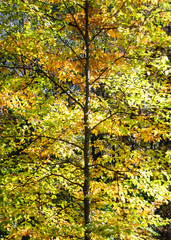 Obraz premium Leaves changing colour on forest tree in autumn