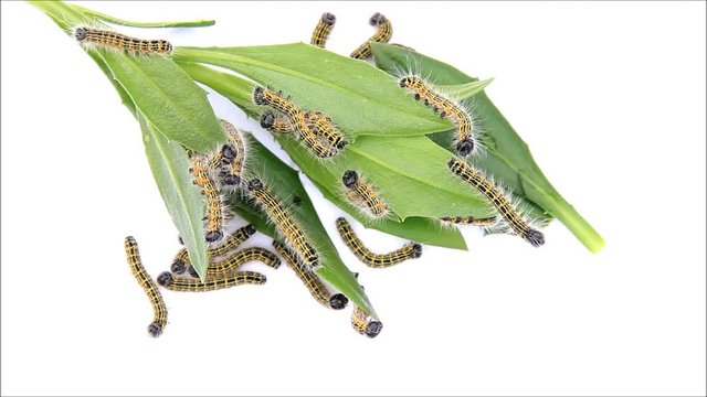 caterpillar macro, Phalera bucephala, Raupe Mondvogel
