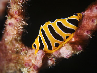 Tiger egg cowrie, Tiger Eischnecke (Crenavolva tigris)