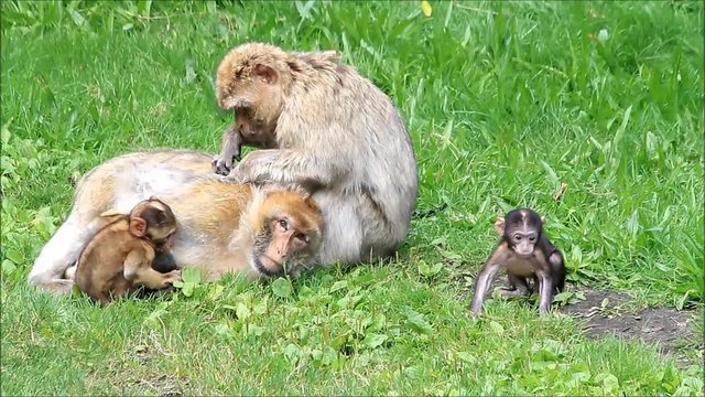 monkeys Macaca sylvanus with her babies
