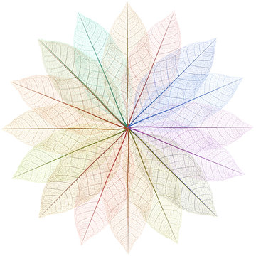 rosace couleur squelettes de feuilles mortes, fond blanc 