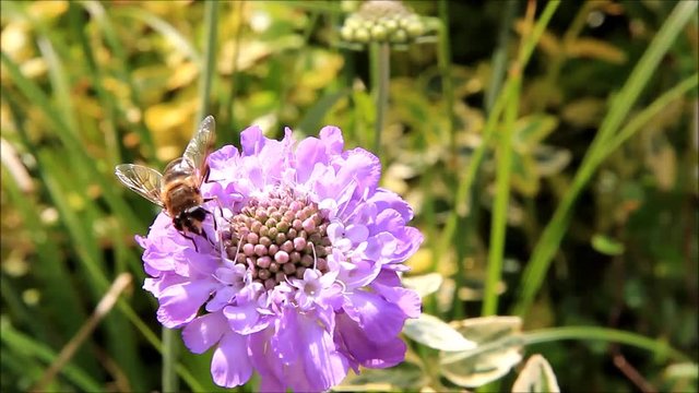 Bee on Scabiosa flower
