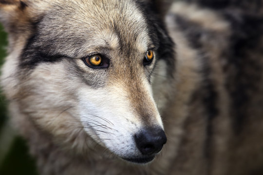 Close up Wolf Portrait with piercing eyes