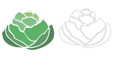 cabbage vector illustration