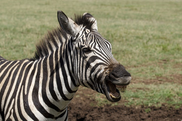 Fototapeta na wymiar Zèbre de Grant, Equus quagga boehmi, Parc national du Serengeti, Tanzanie