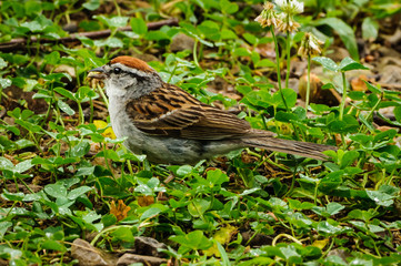 Early Morning Chipping Sparrow