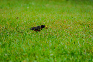 Robin with Breakfast
