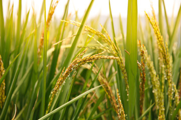 Riceberry rice field in Thailand.