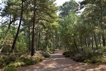 Scenery on Brownsea Island in Poole Harbour, Dorset