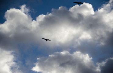 Large bird soaring below clouds