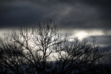 Dark storm rolling  in across field with spindly trees